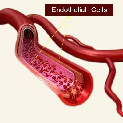 Endothelial-Cells