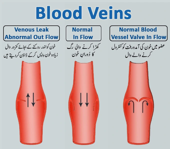 Blood Veins
