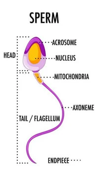 Spermotozoa(Sperm Cell)
