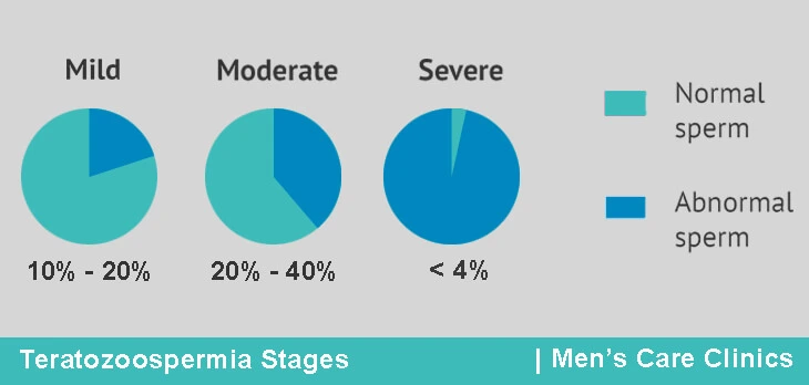 Teratozoospermia-stages