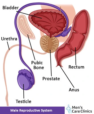 Male-Reproductive-System